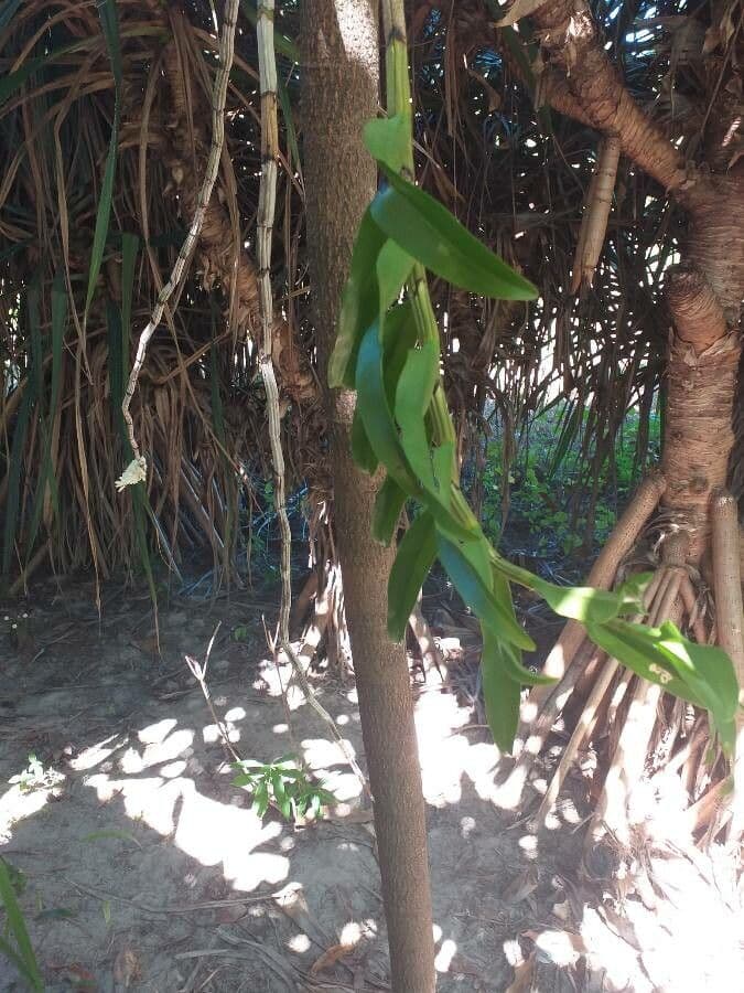 Dendrobio secondario 7