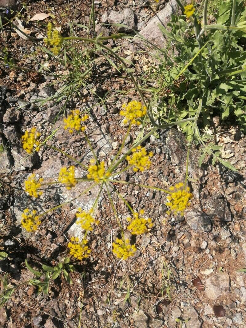 Saatfenchel 2