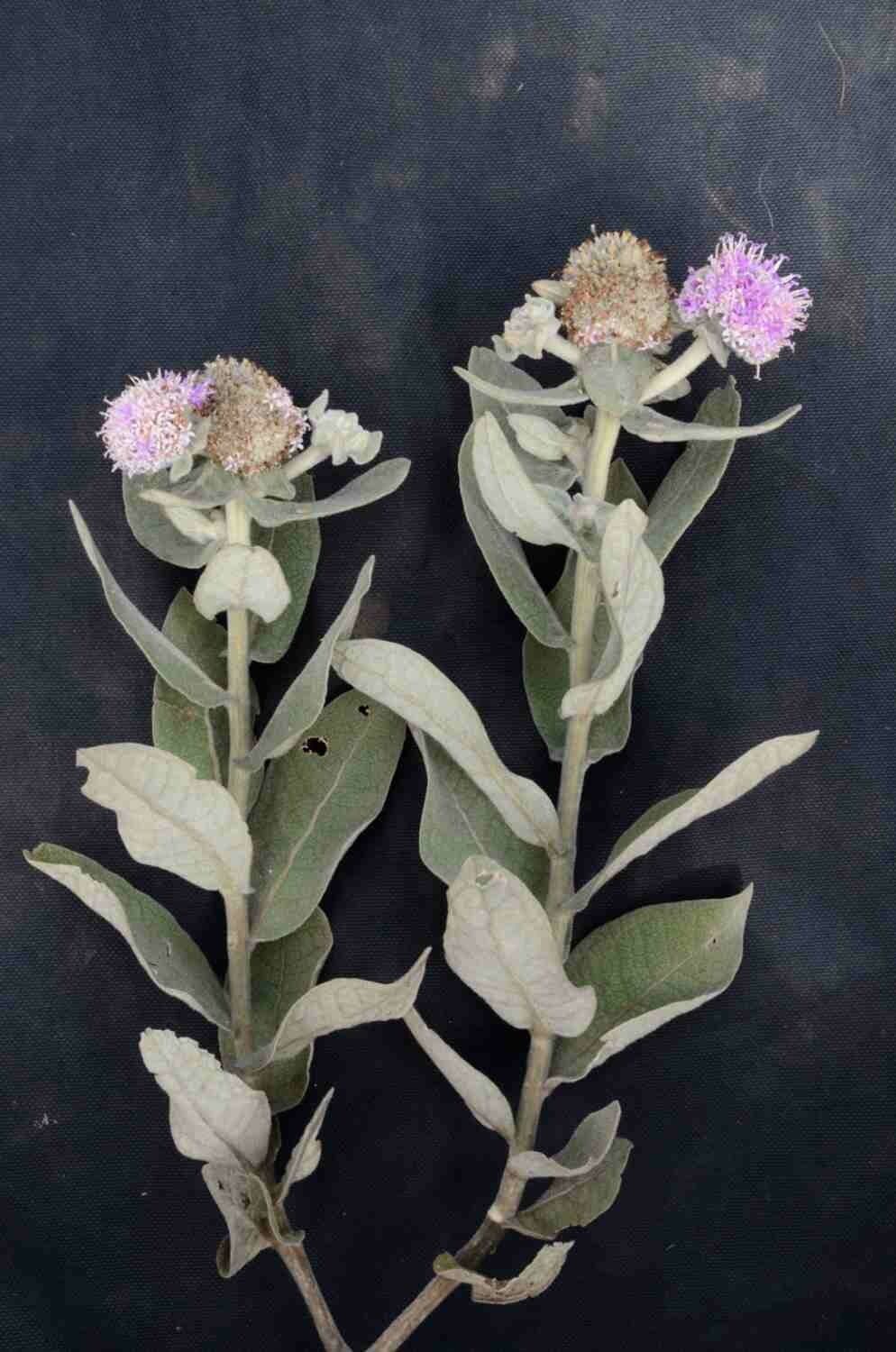 Eremanthus 3