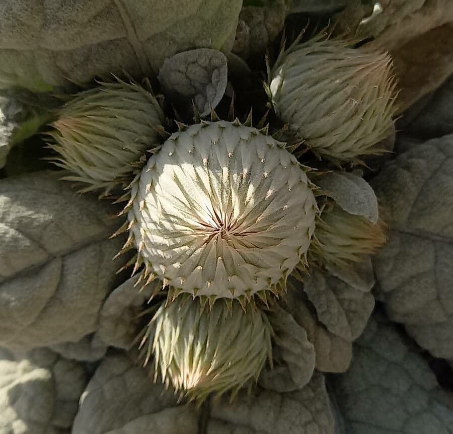 Berardia lanuginosa 3