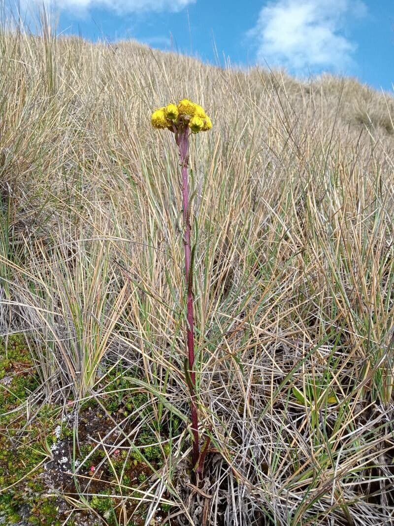 Senecio 6