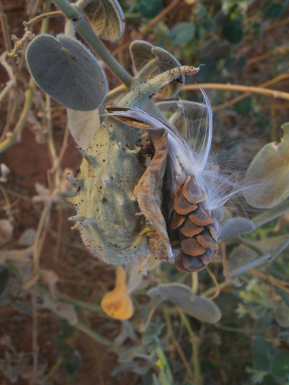 Pergularia tomentosa 4
