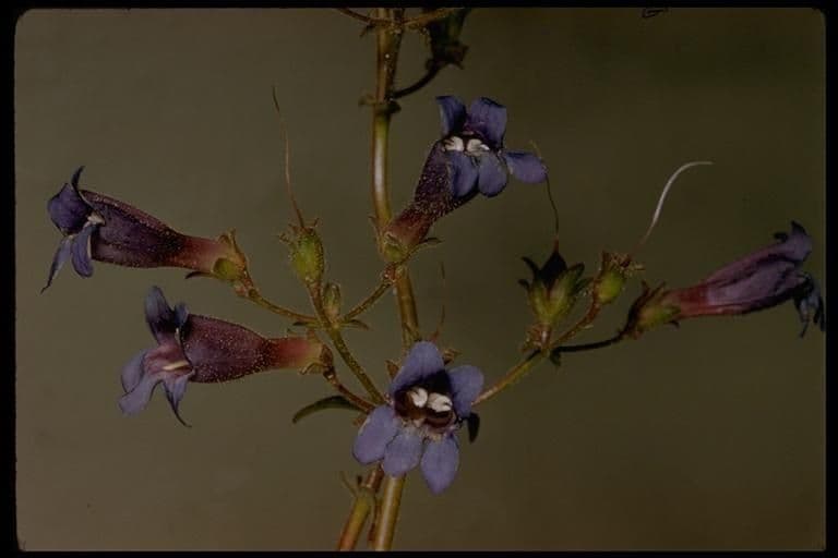 Penstemon esile 9