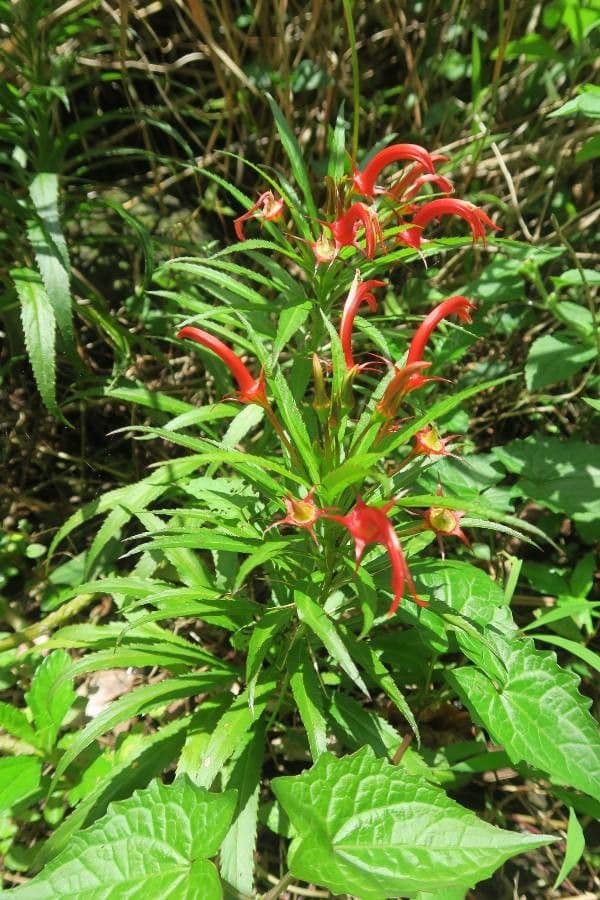 Lobelia 3