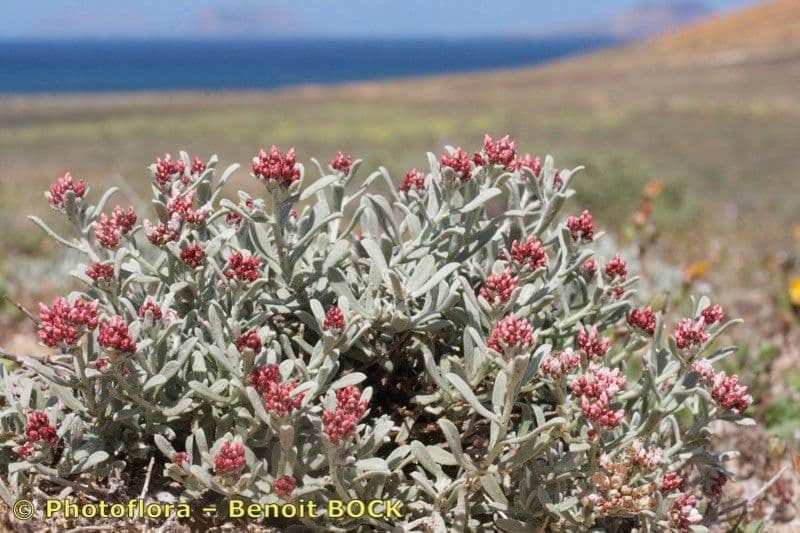 Strohblume 8