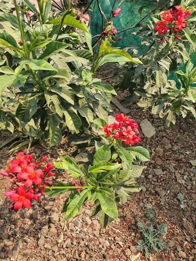 Jatropha integerrima 14