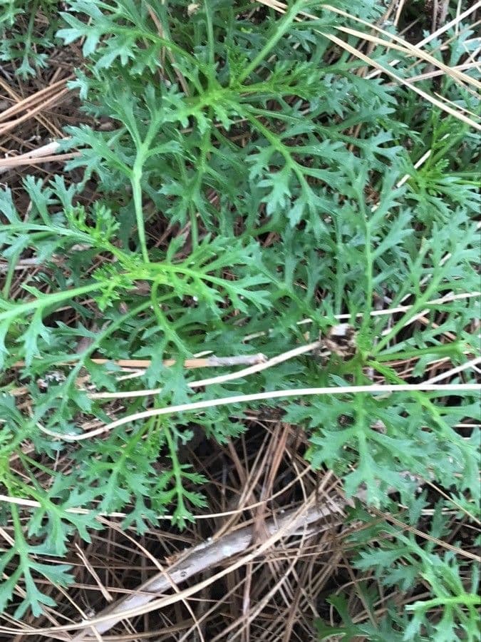 Argyranthemum 13