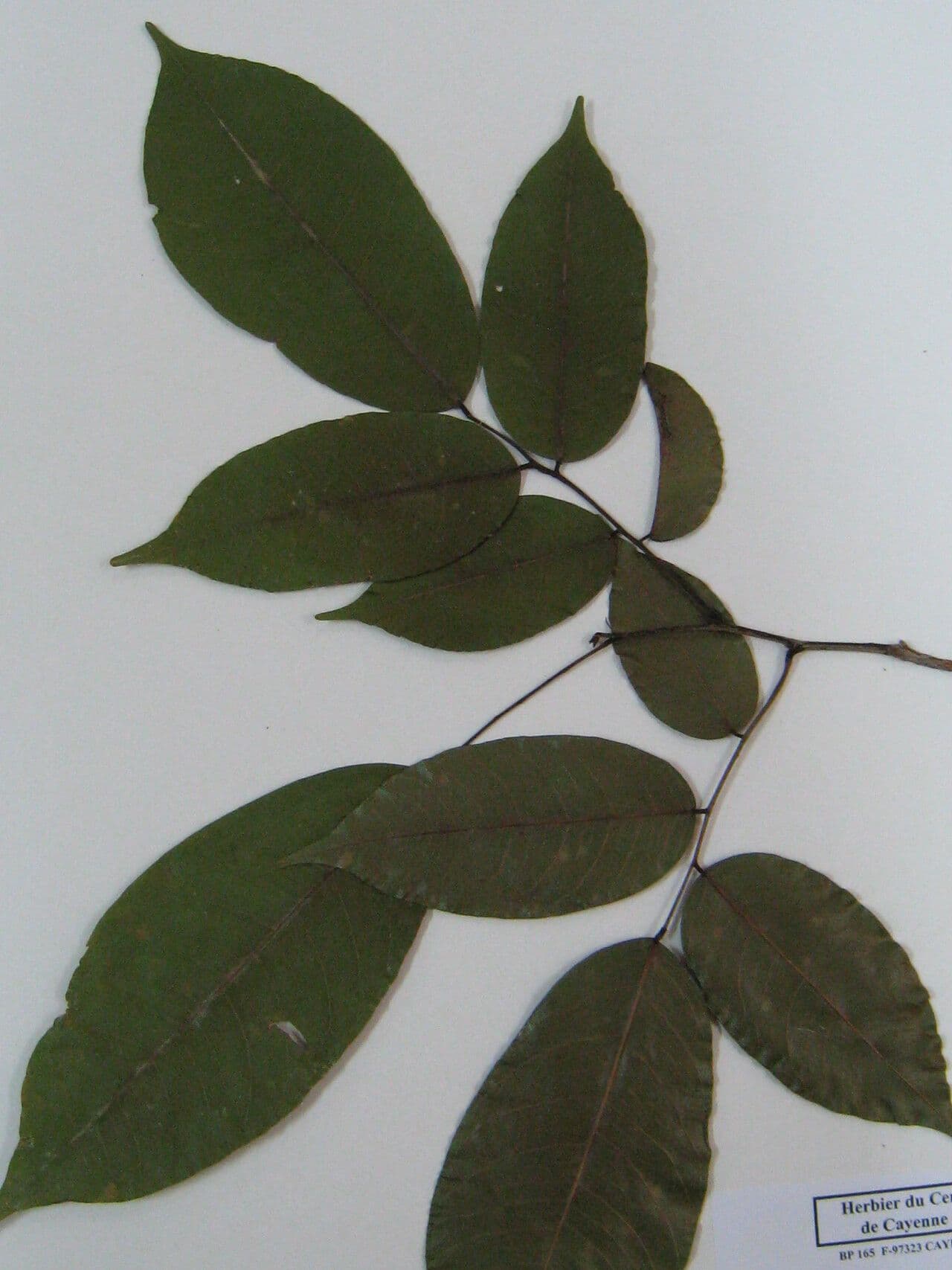 Pterocarpus 15