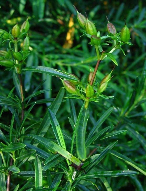 Millepertuis 11