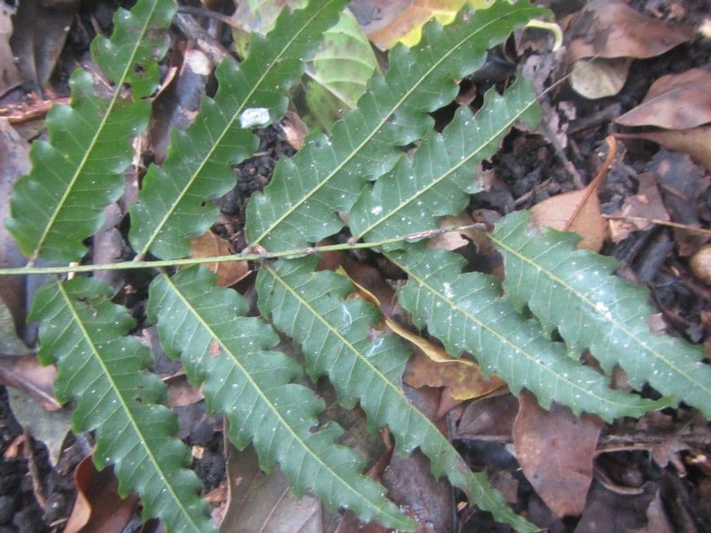 Elattostachys 11