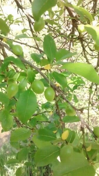 Mirabolano