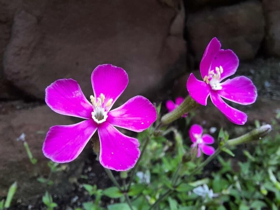 Silene pseudoatocion