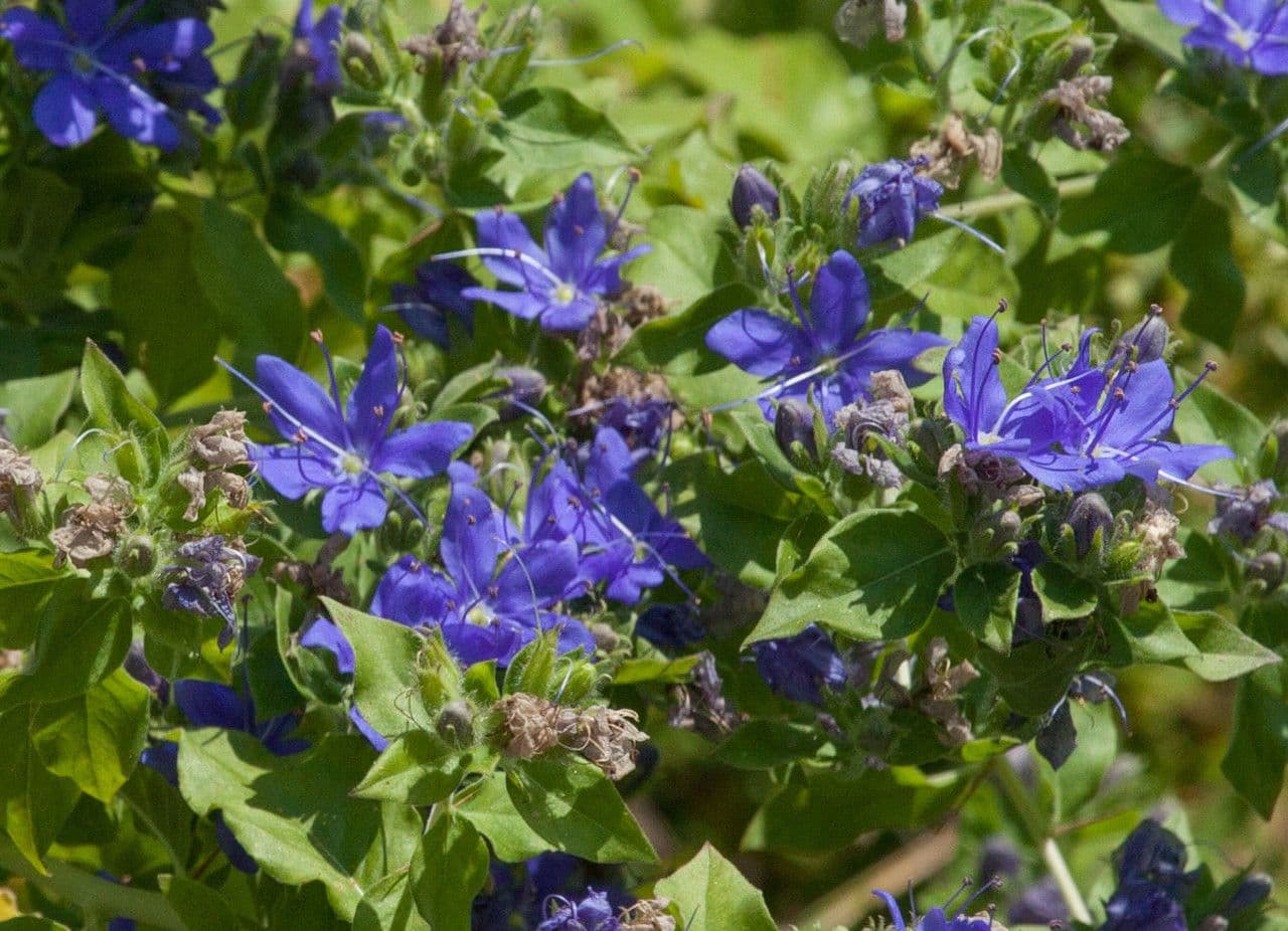 Hydrolea