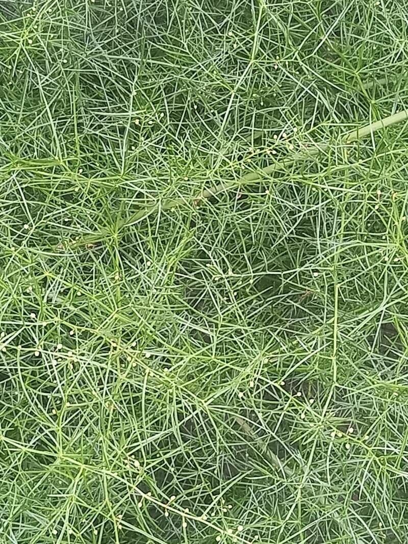 Asparago verticillato 5