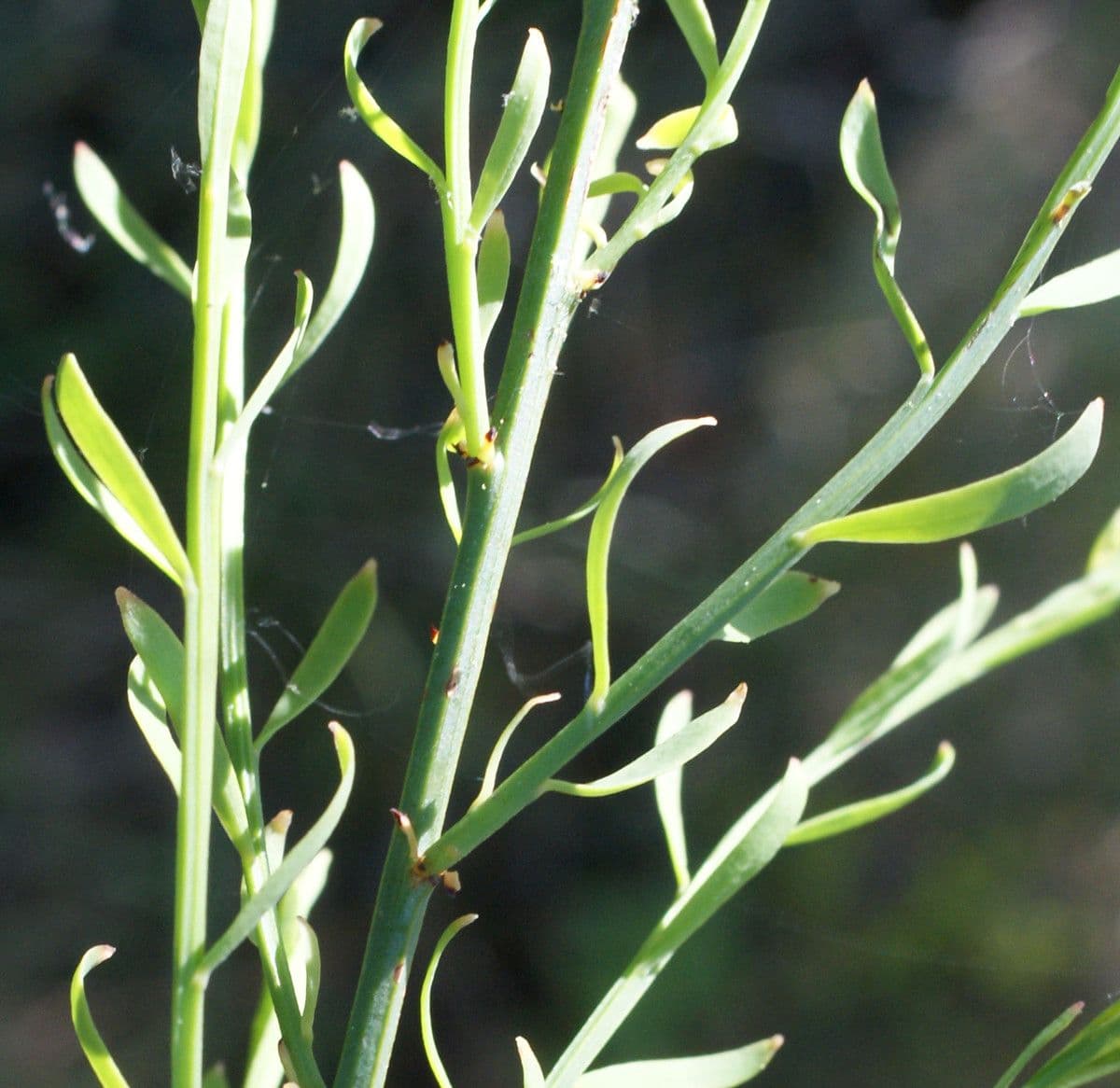 Guardalobo 21