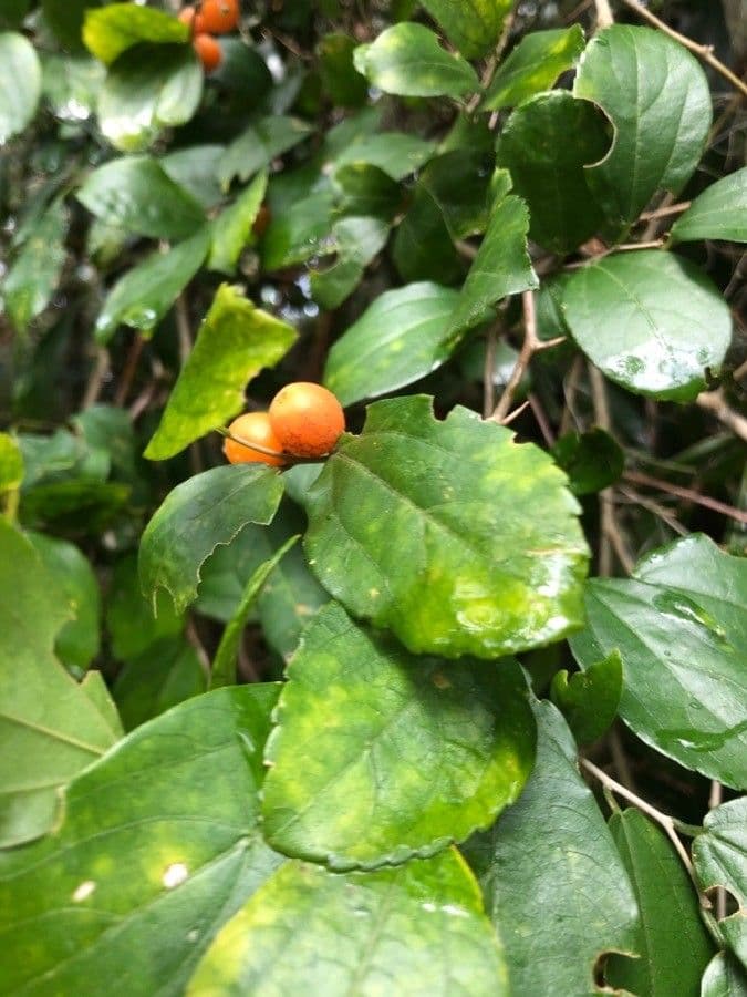 Celtis iguanaea 15