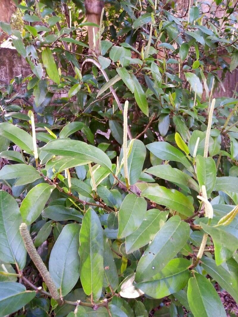 Langstieliger Pfeffer 5