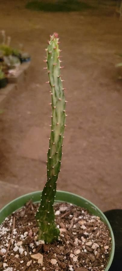 Opuntia a tre spine 25