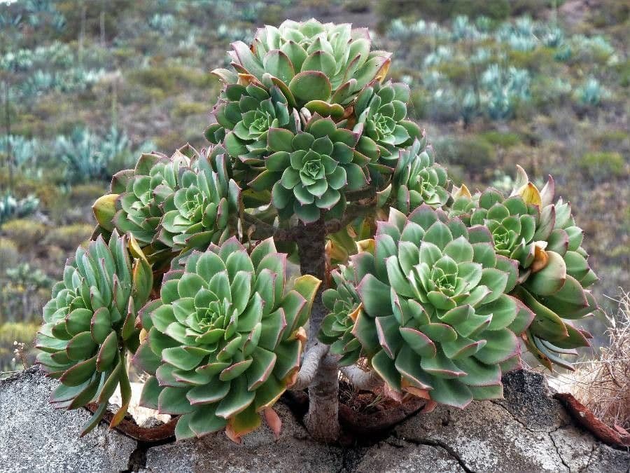 Aeonium percarneum 4