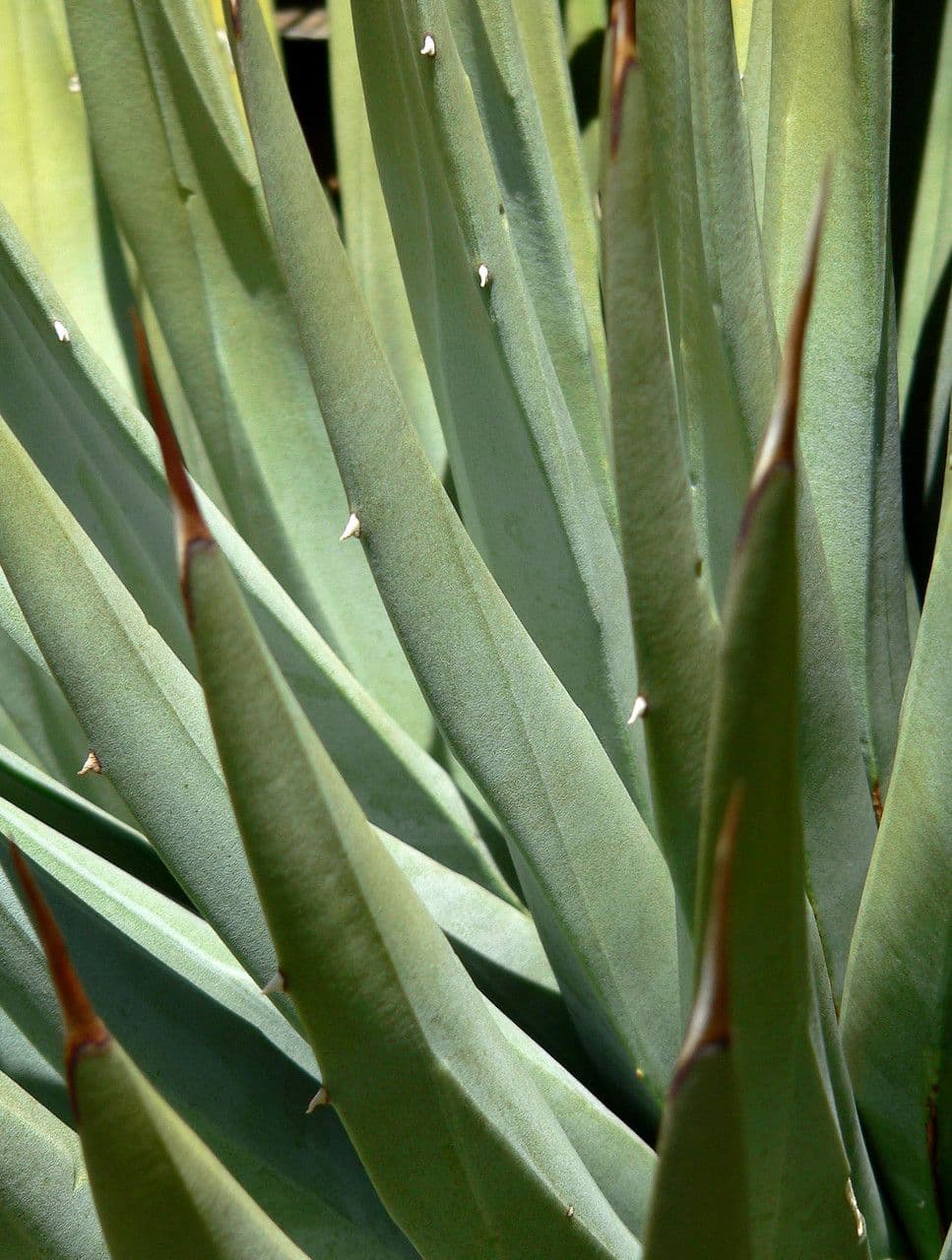 Utah-Agave 16