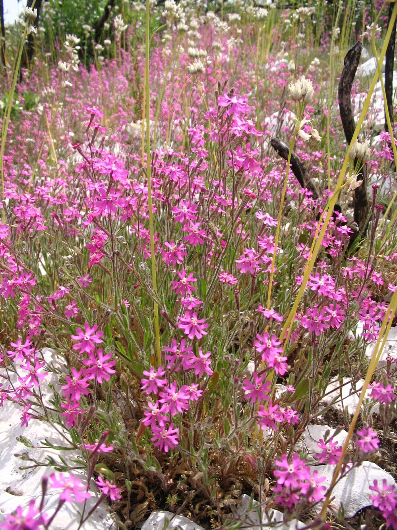 Silene 11