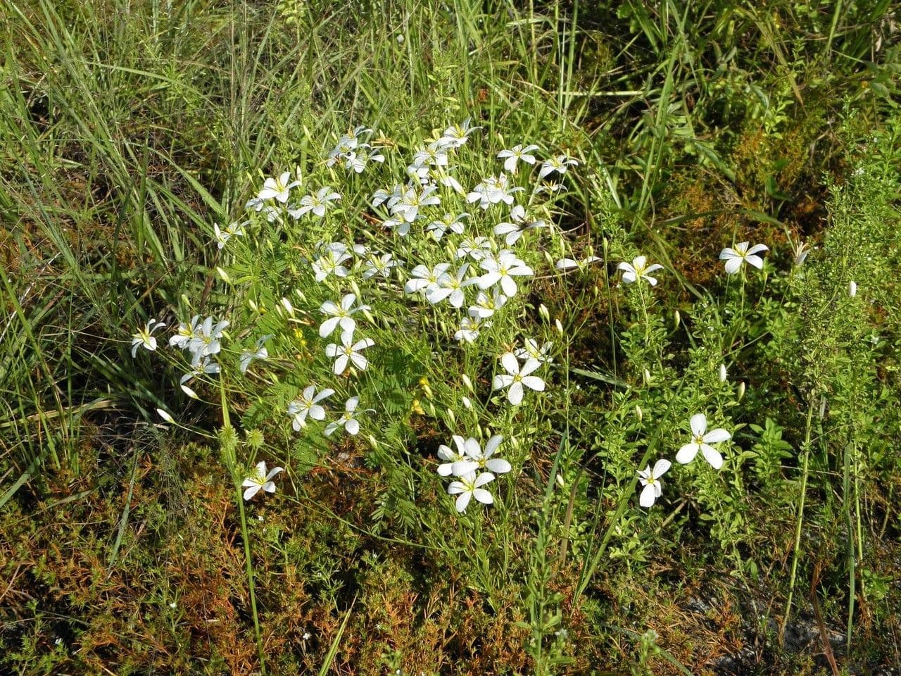 Sabatia brevifolia 8