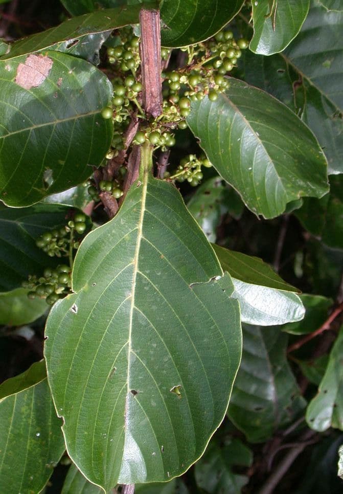 Pinzona coriacea 7