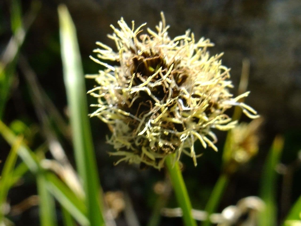 Stinking sedge 8