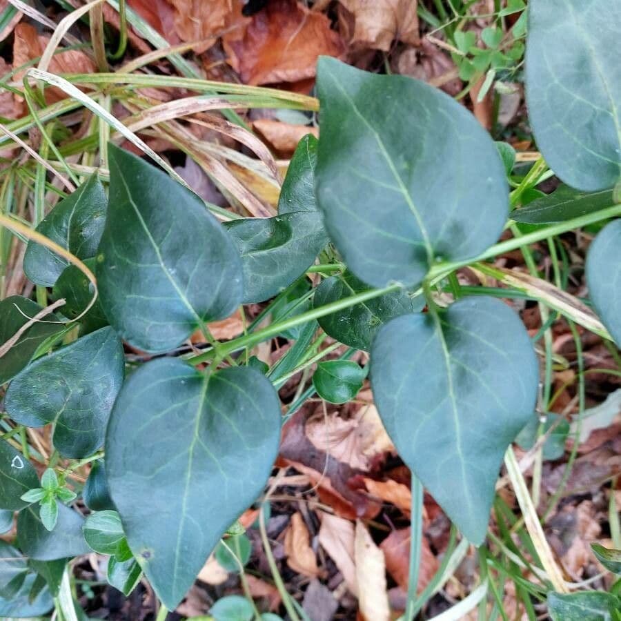 Pervinca maggiore 19
