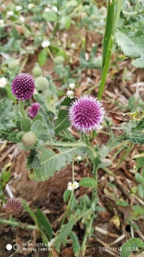 Sphaeranthus 6