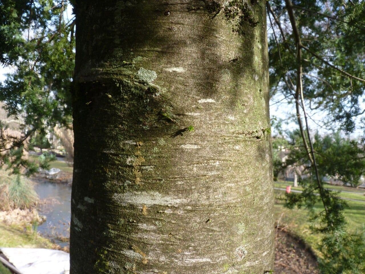 Anden-Pflaumen-Eibe 14