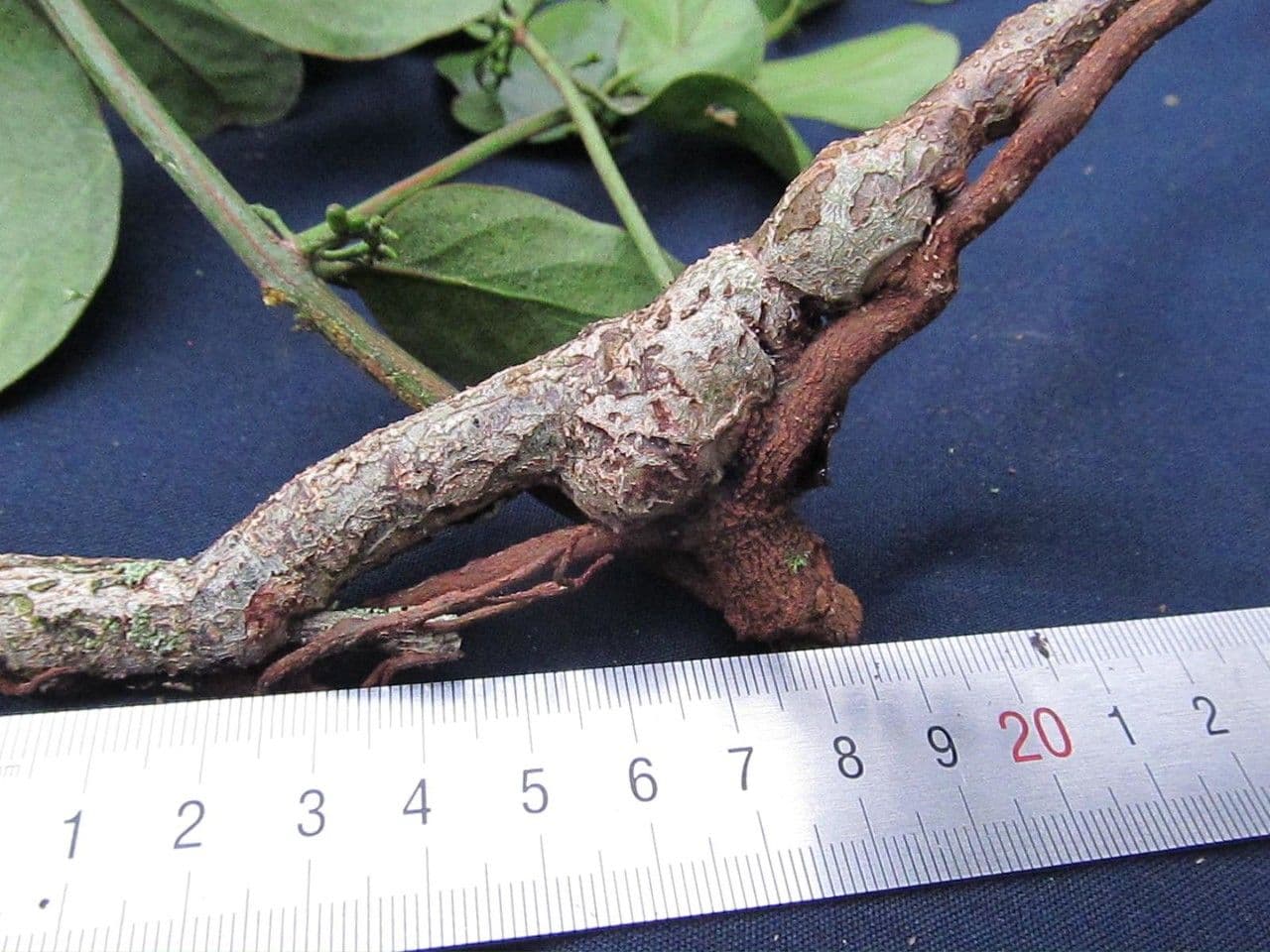 Oryctanthus 2