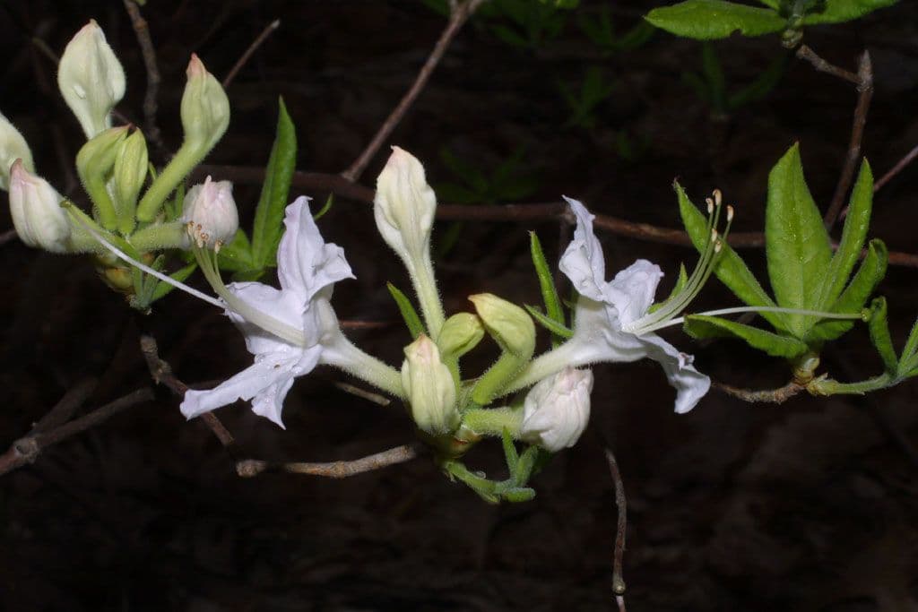 Azalea dell'Alabama 3