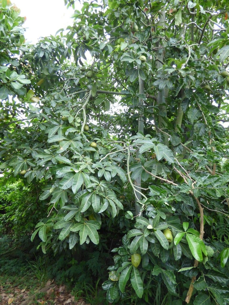 Pachira glabra 14