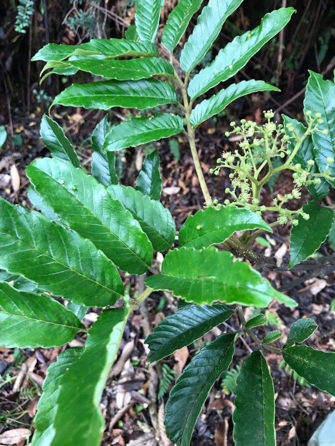 Brunellia 2