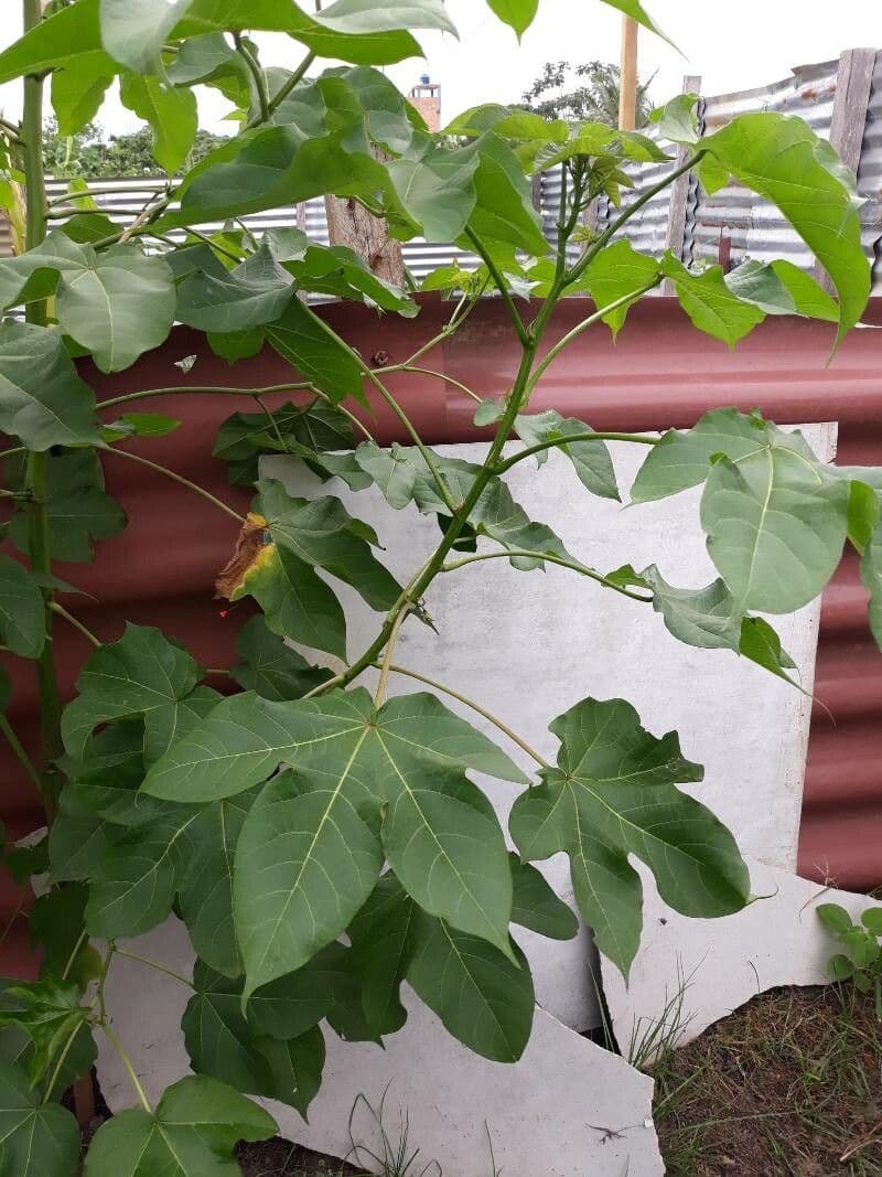 Passiflora tripartita 20