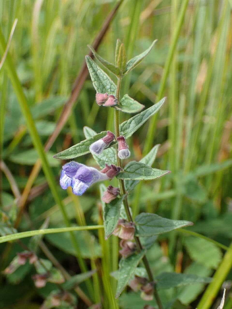 Scutellaria comune 30