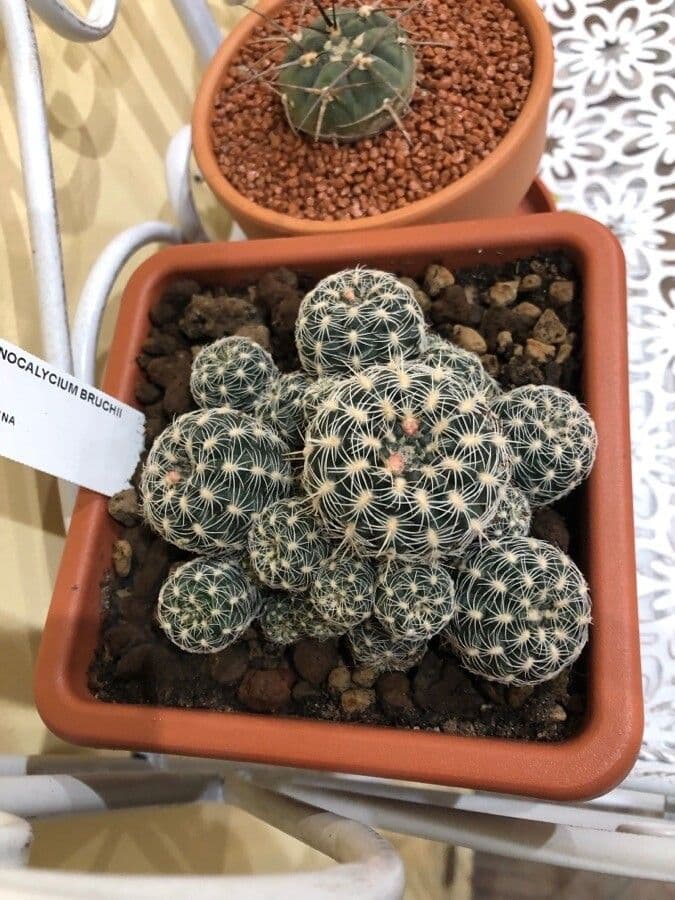 Gymnocalycium 4