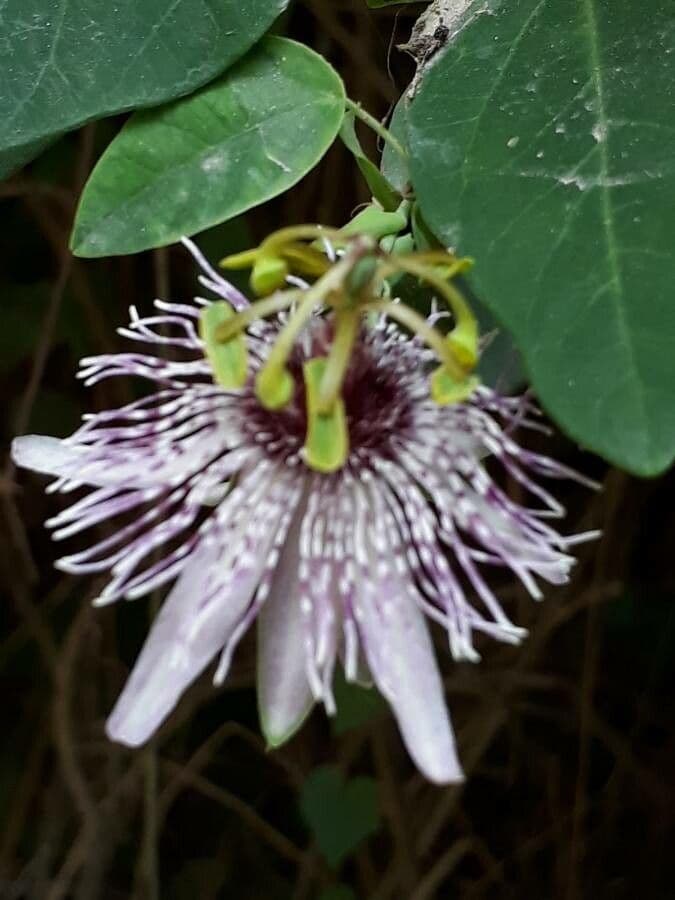 Fiore della passione