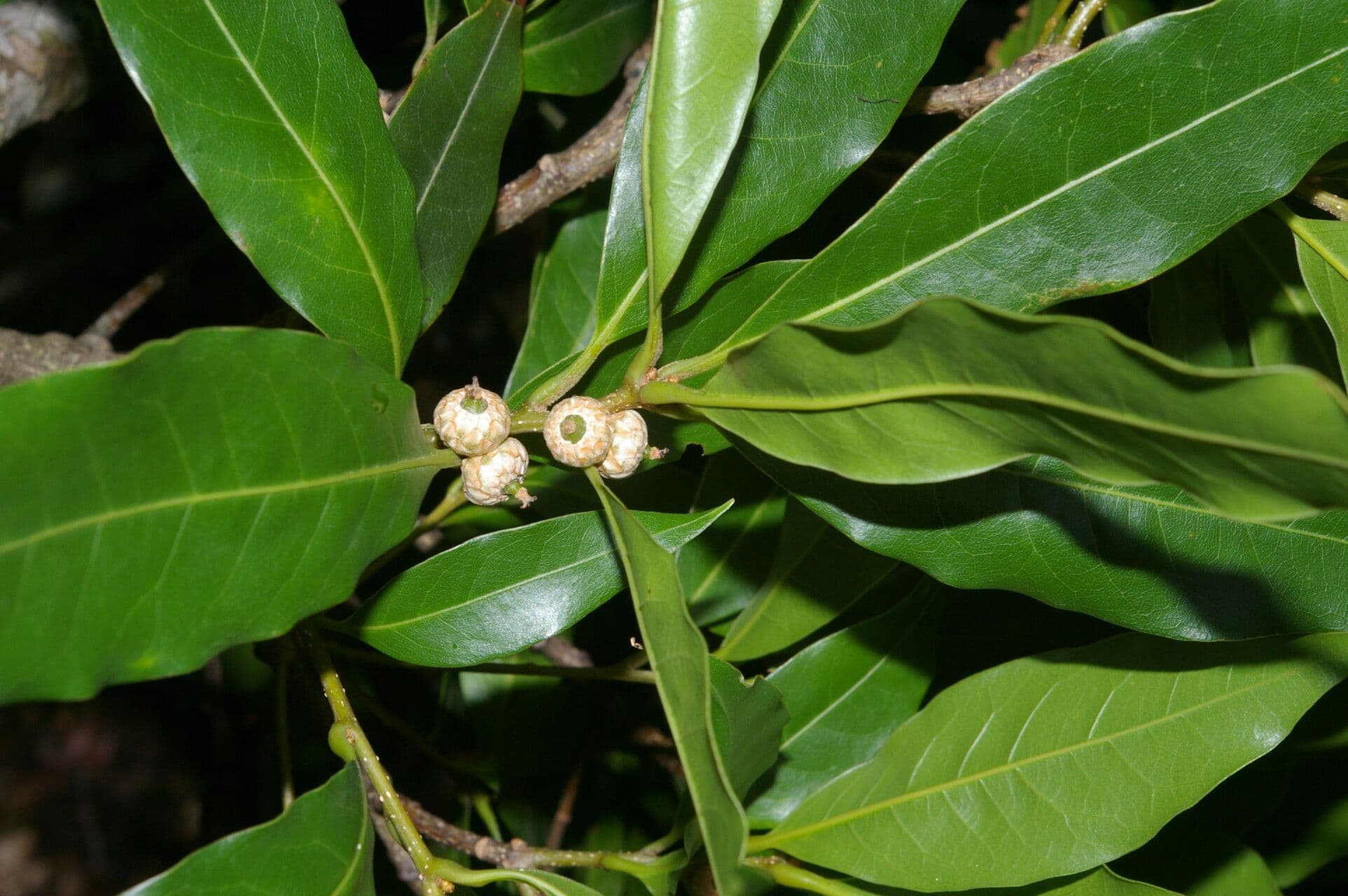 Quercia 5