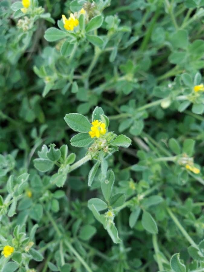 Erba medica minima 8