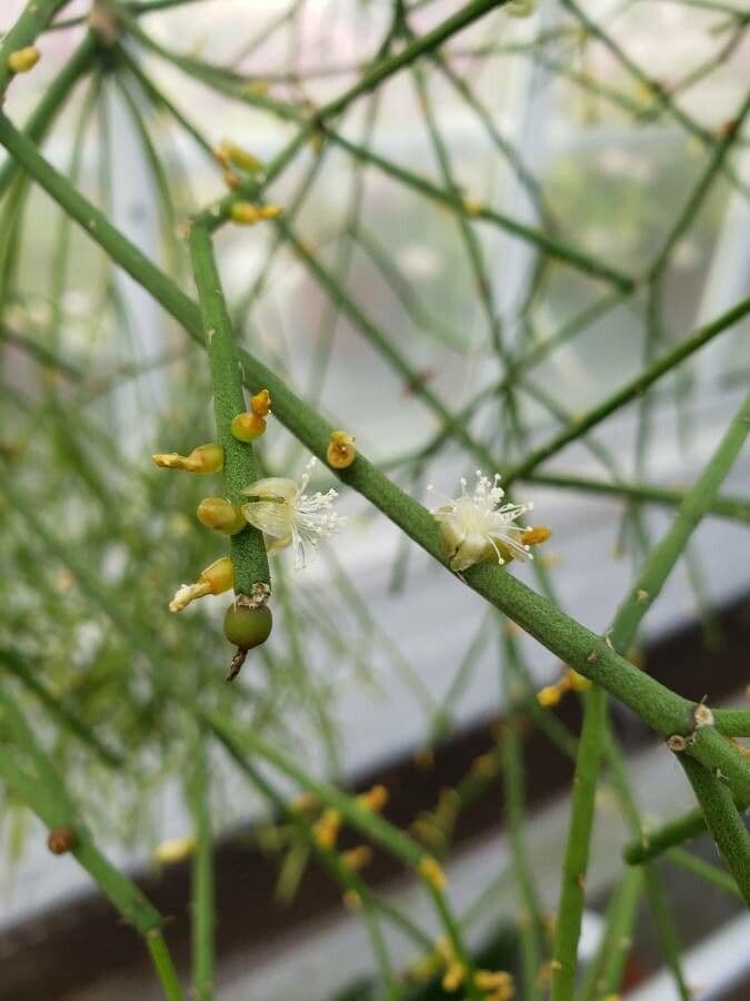 Rhipsalis 4