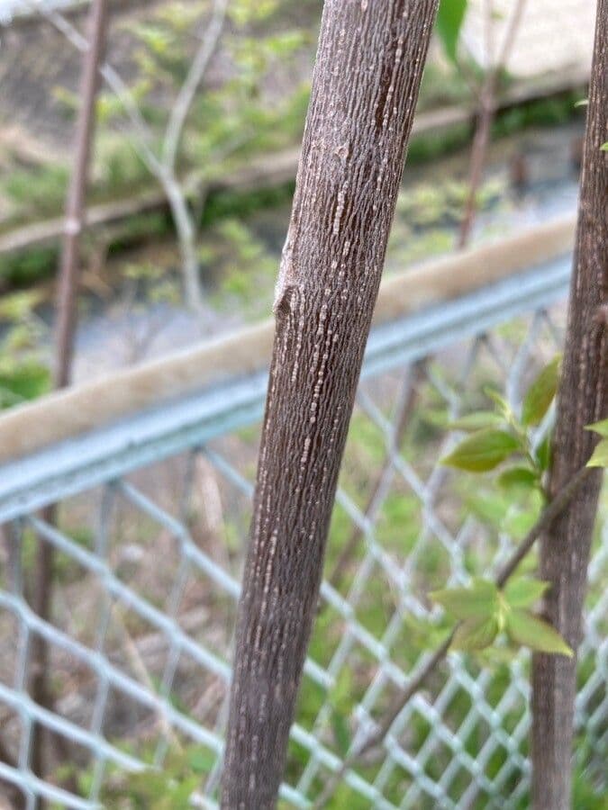 Mallotus japonicus 7