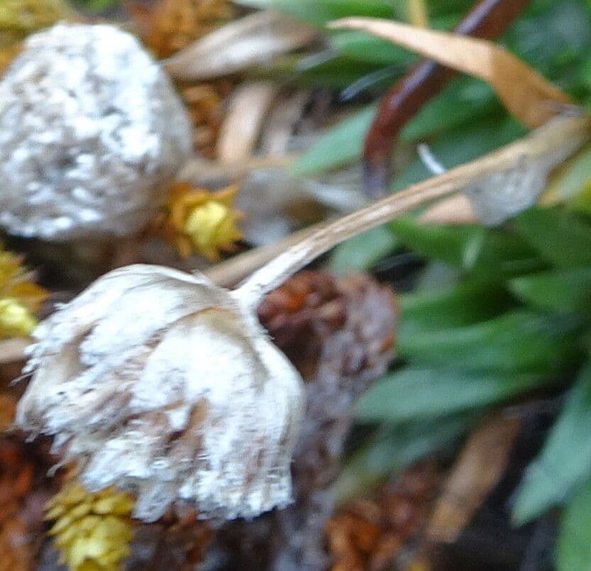 Paepalanthus 5