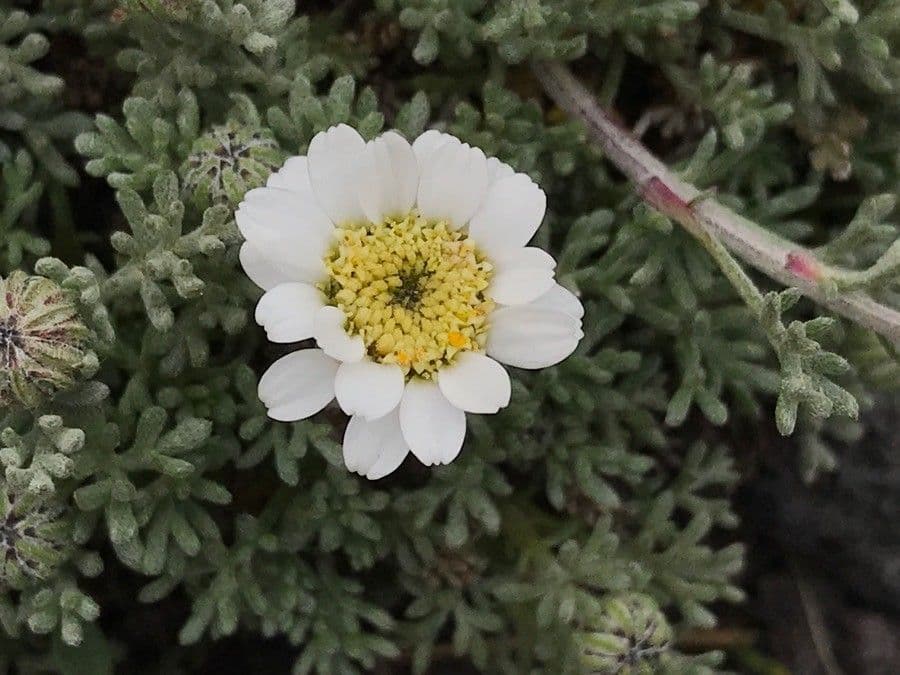 Camomilla