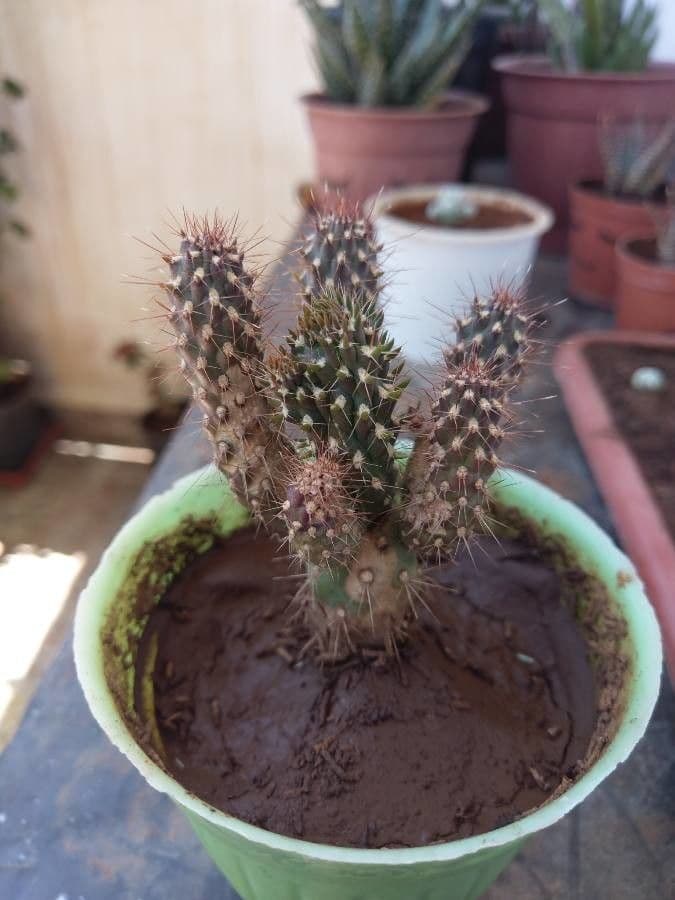 Feuer-Cholla 20