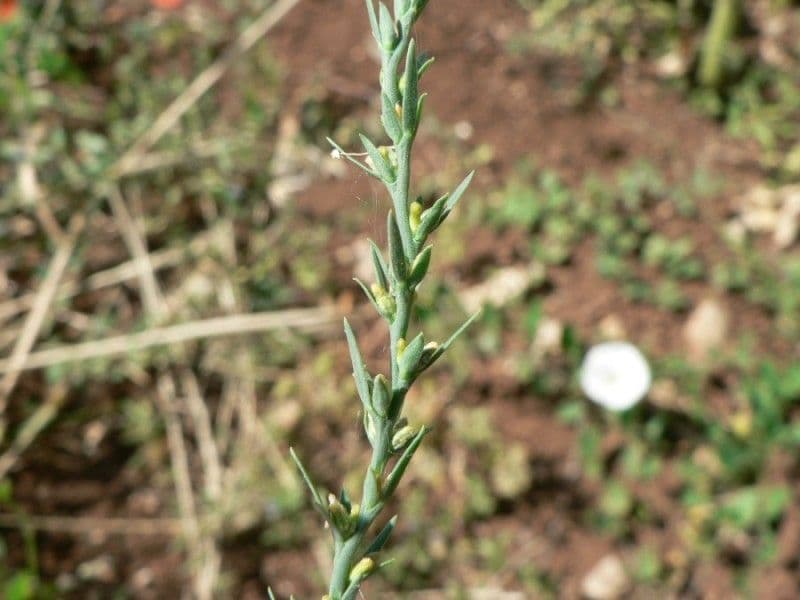 Passerina 27