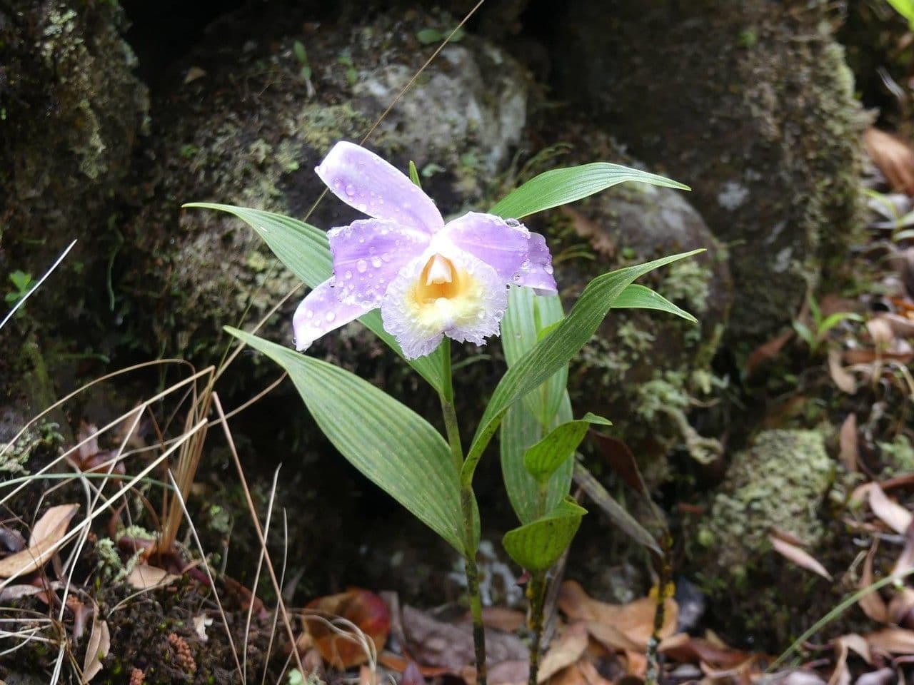 Sobralia 9