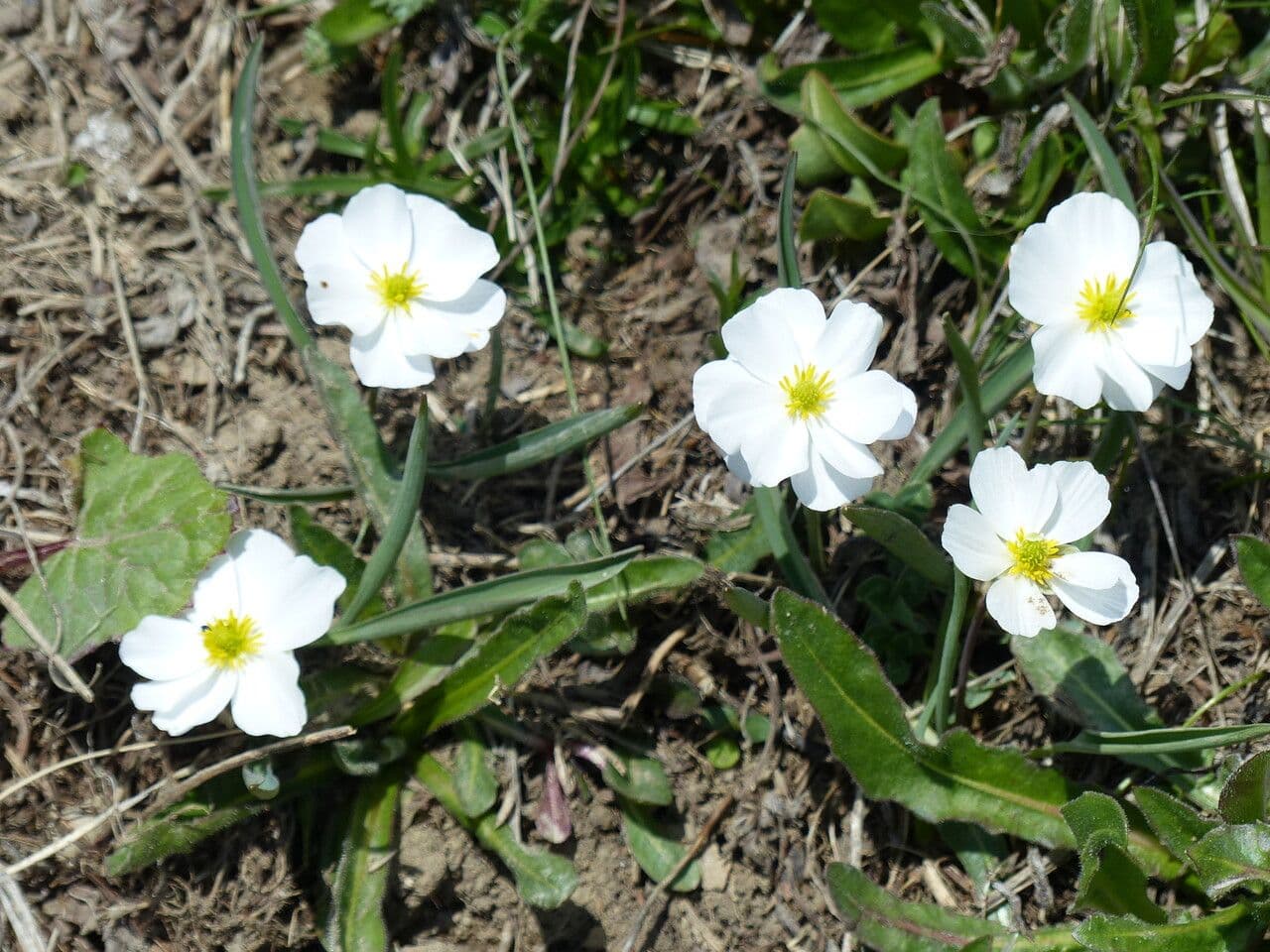 Jaskier Küpfera 22