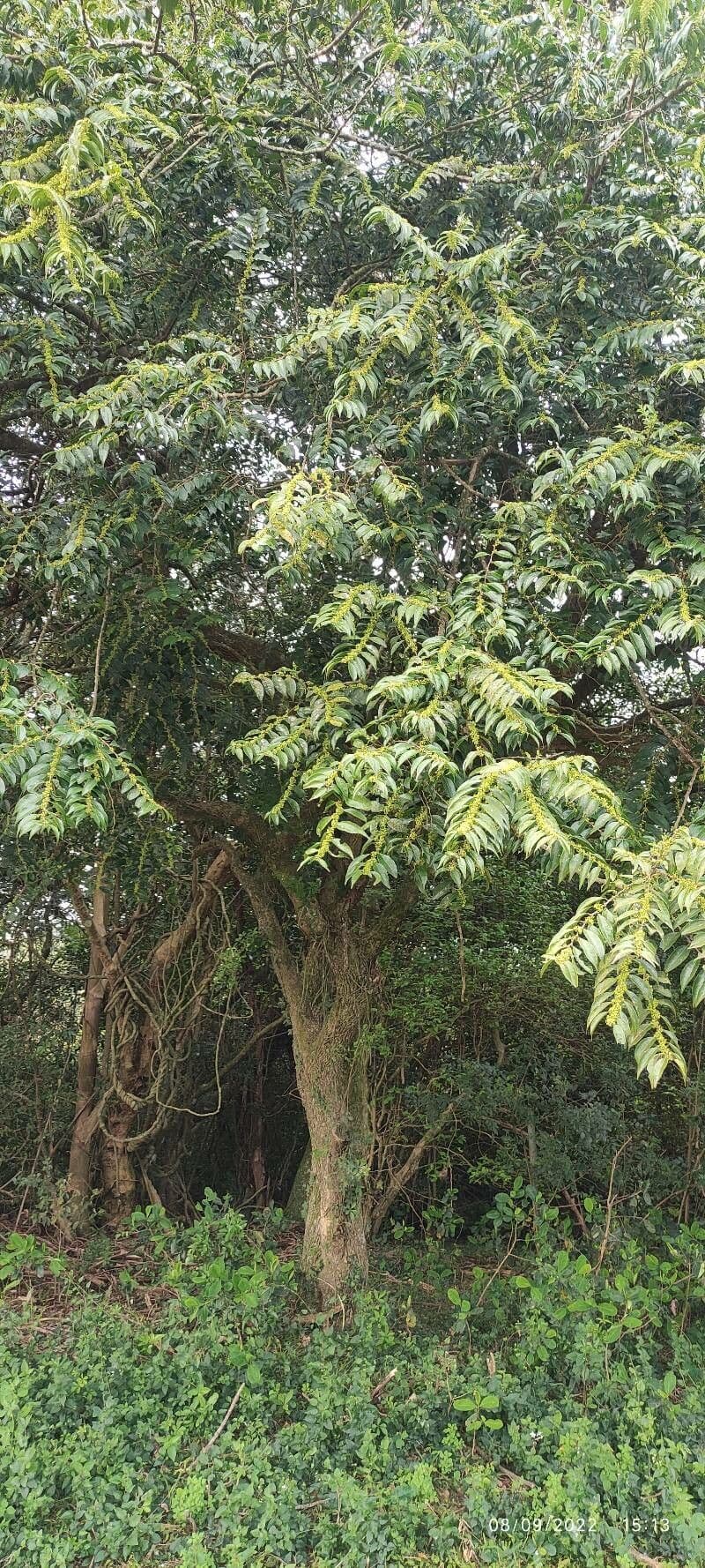 Casearia 13